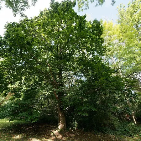 Le De St Aubierge